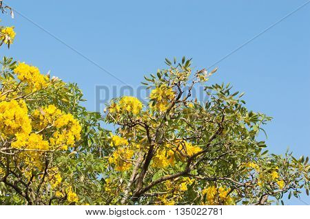 Silver Trumpet Tree or Tree of Gold on blue sky