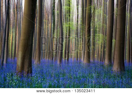 Bluebells Flowers Hallerbos