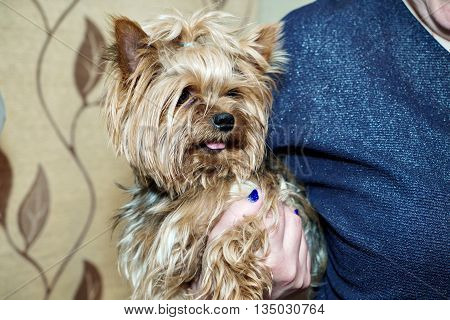 Woman holding a pretty Yorkshire Terrier in the hands