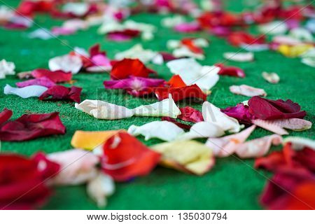 Red, white rose petals scattered on green carpet. Selective focus