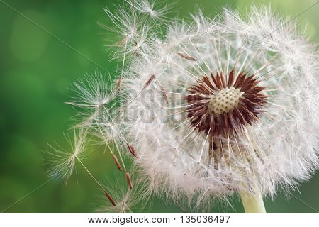 Dandelion seeds in the morning sunlight blowing away across a fresh green background