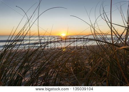 Papamoa beach, through the marram beach grass looking into sunrise