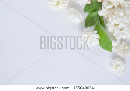 Jasmine (Other names are Jasminum Jasmine Melati Jessamine Jasmine Oleaceae) flowers put on white background