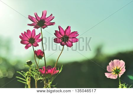 Backlit with colored flowers bloom bright sunny morning.