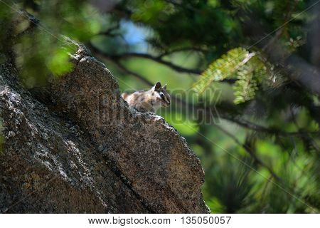 Chipmunk Perched on a Rock in the Forest