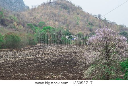 courtyard in front of mountain land thailand