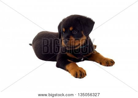 Little Rottweiler puppy dog, isolated on white background