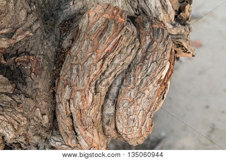 The bark brown of the tree closeup