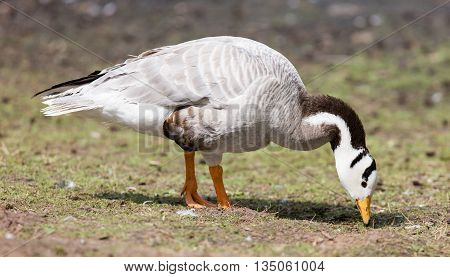 Bar-headed Goose (anser Indicus)