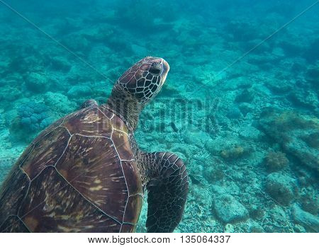 Sea turtle in blue water, big turtle in ocean, close up sea turtle