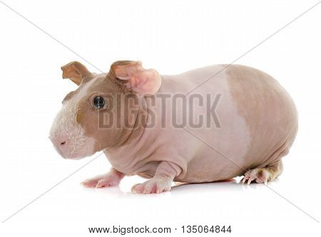 skinny guinea pig in front of white background
