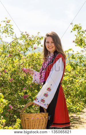 Bulgarian girl dressed in traditional clothing picking roses during the Annual Rose Festival in Kazanlak Bulgaria
