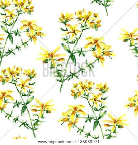 Hand drawn watercolor botanical illustration of the hypericum plant. Hypericum drawing isolated on the white background. Medical herbs illustration, herbarium. seamless pattern. vector