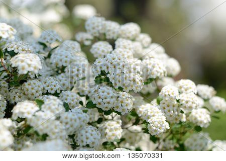 White spring flowers, Spiraea cantoniensis. Blooming bush