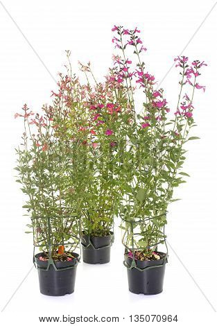 Salvia microphylla in front of white background