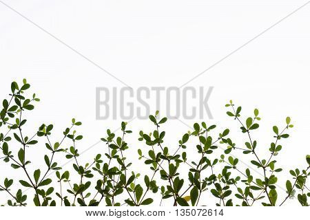 abstract of Black afara branch and leaf on white background