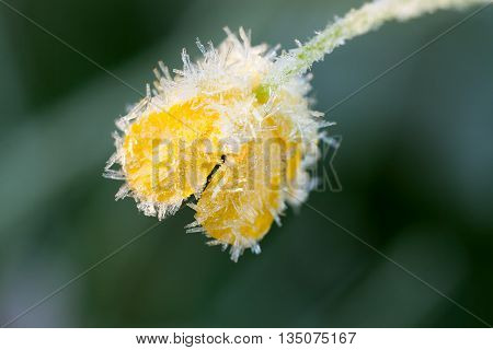 the yellow flower of a buttercup is covered with hoarfrost . autumn frost weather. rime on flower