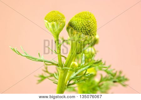 A flower pineappleweed on a pink background