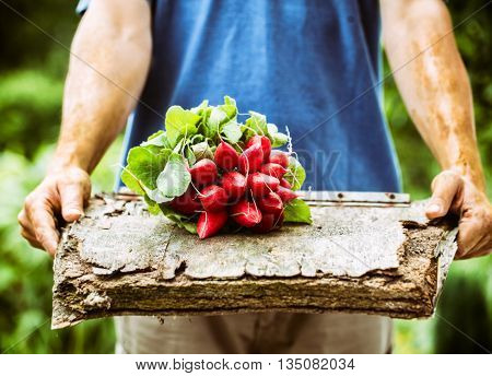 Organic vegetables. Farmers hands with freshly harvested vegetables. Horse radish