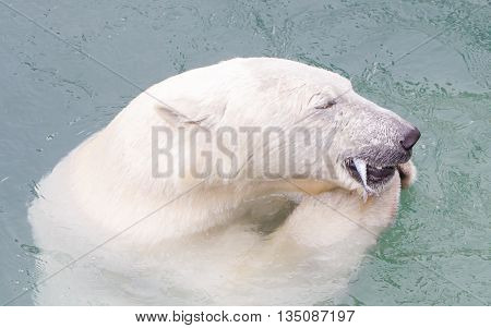 Close-up Of A Polarbear (icebear) Eating A Fish