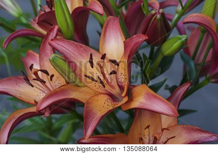 Bouquet of blooming beautiful pink lilies close-up