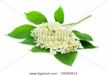 Sprig of sambucus with green leaves isolated on a white background. Design element for product label, catalog print, web use.