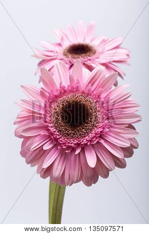 Close up of pink gerbera flowerisolated on white