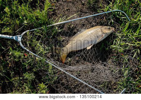 wild carp lying in landing net 