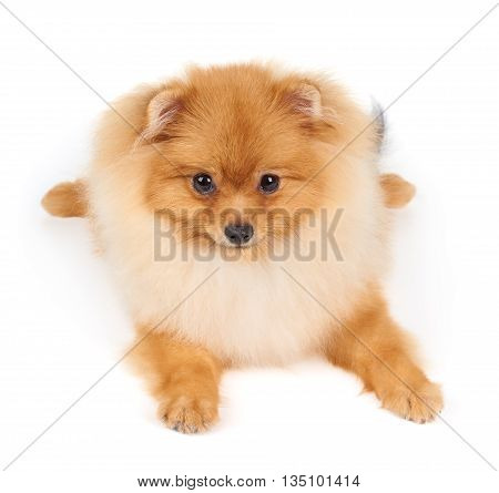 One red Pomeranian spitz lies on white isolated background