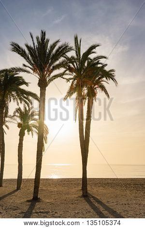 Some palm trees at a beach in Spain which are backlit from a wonderful colorful sunset over the Mediterranean Sea