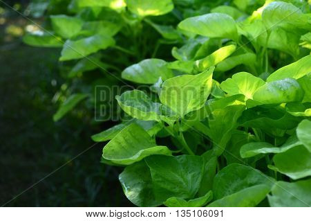 Dwarf amaranth, Amaranthus sp., Family Amaranthaceae, Central of Thailand