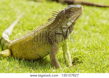 Iguanas At The Iguana Park In Downtown Of Guayaquil, Ecuador.