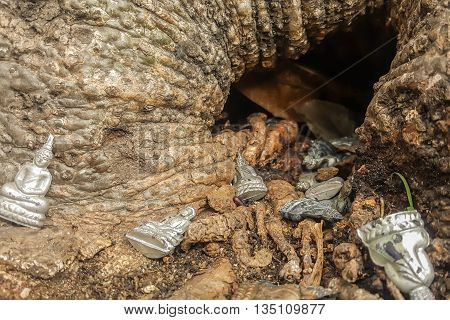 Thai Amulet damage in tree hollow , Auytthaya