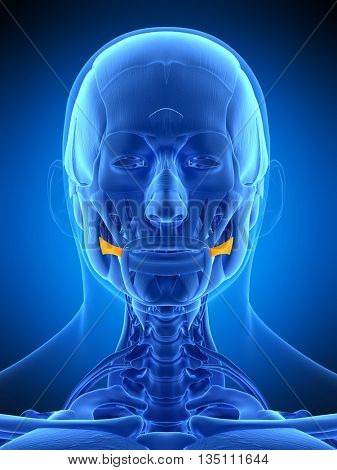 3d rendered, medically accurate illustration of the risorius