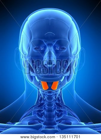 3d rendered, medically accurate illustration of the mentalis