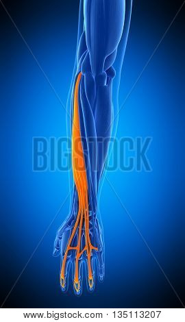 3d rendered, medically accurate illustration of the extensor digitorum