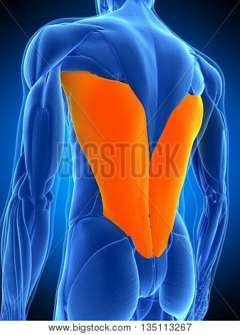 3d rendered, medically accurate illustration of the latissimus dorsi