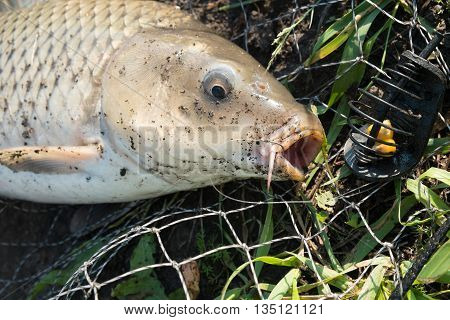 wild carp lying in landing net with hook in mouth