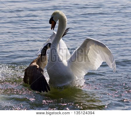 Amazing image with the Canada goose attacking the mute swan on the lake
