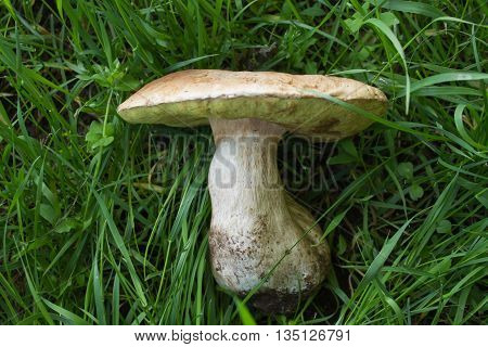 Natural big white mushrooms lying in the grass. Candid photos.