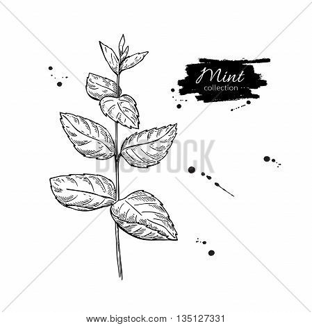 Mint vector drawing. Isolated mint plant with leaves. Herbal engraved style illustration. Detailed organic product sketch. Cooking spicy ingredient