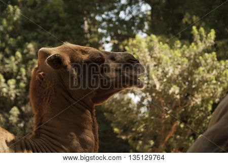 funny and dangerous animals in their territory