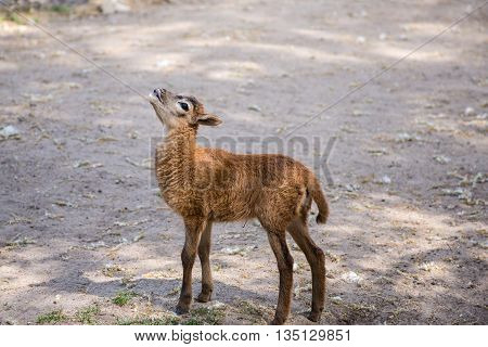 baby kid goat grouse and bleat standing on the ground watching