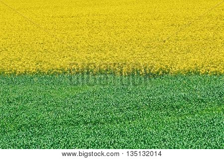 Field of Ripe Colza and Green Wheat