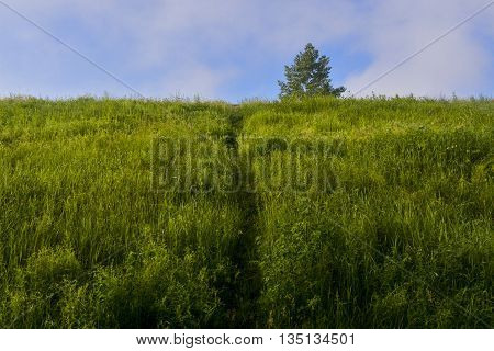 trodden path through the tall grass leading to the mountain