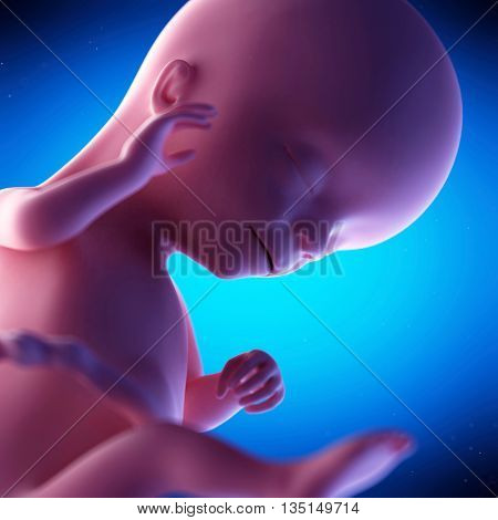 3d rendered, medical 3d animation of a fetus - week 16