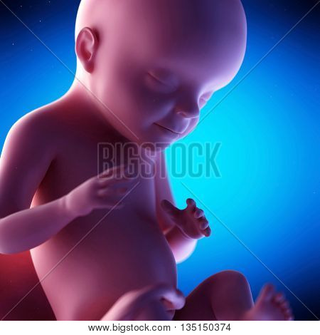 3d rendered, medical 3d animation of a fetus - week 28