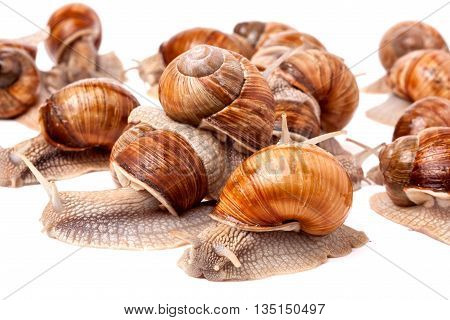 some snails crawling on a white background closeup.