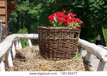 beautiful red flowers in a straw basket on the cart