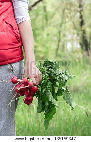 A girl holding a bunch of radishes in hand.
